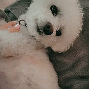 Annie is registered to the contest to win money with this photo: dog, puppy, white_fur, fluffy, curly_fur, pet, animal, portrait, close_up, lying_down, cozy, blanket, gray_blanket, indoors, collar, hand, black_nose, dark_eyes, cute, relaxed