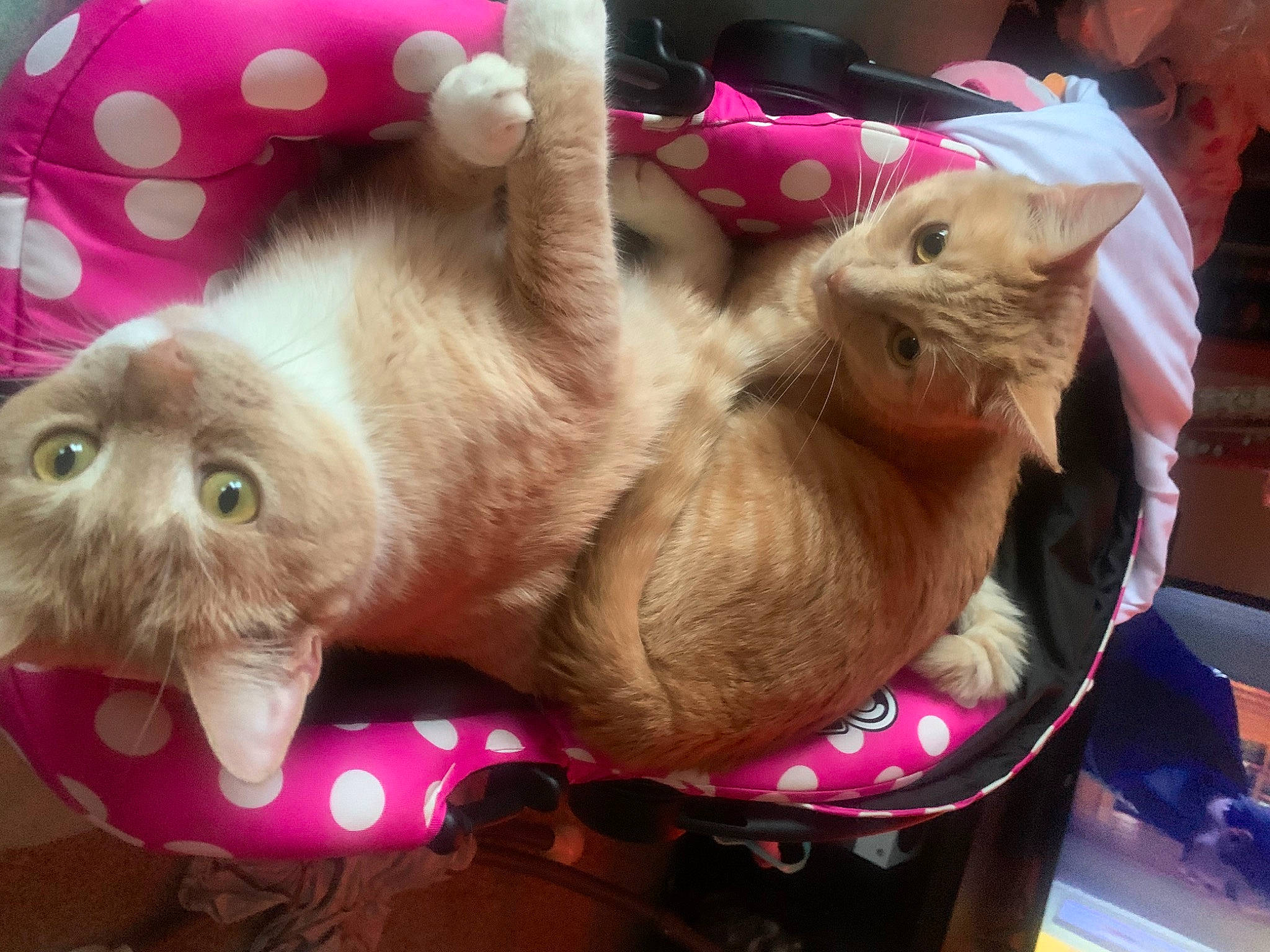 Chase And Charlie Brown