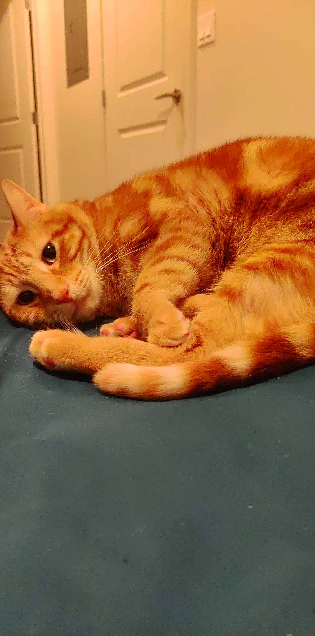 Cheeto joined the competition — help win amazing prizes! bed, carnivore, cat, cat_supply, comfort, domestic_short_haired_cat, door, eye, fawn, felidae, flooring, foot, fur, paw, small_to_medium_sized_cats, snout, tail, whiskers, window, wood