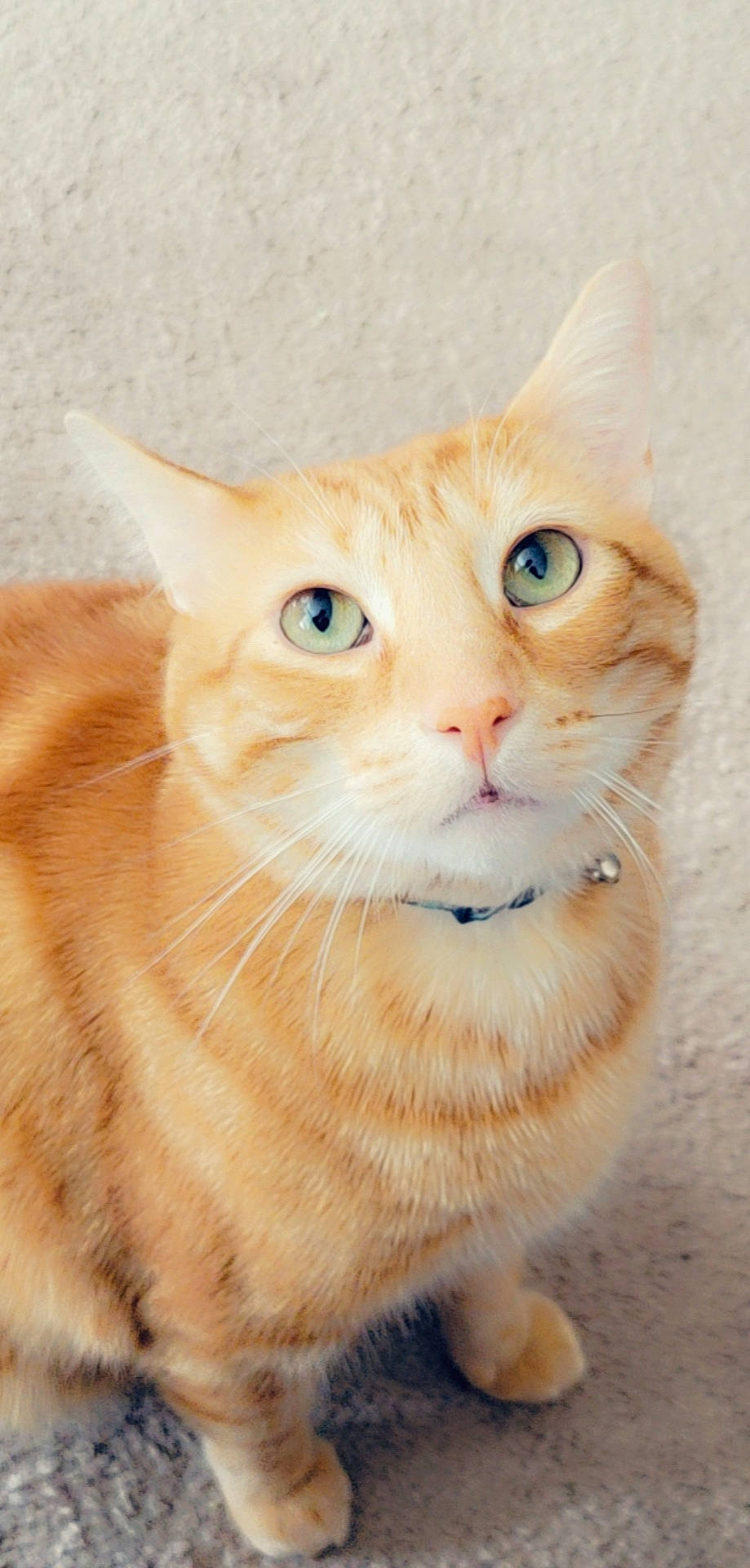 Cheeto is registered to the contest to win money with this photo: carnivore, cat, collar, domestic_short_haired_cat, fawn, felidae, fur, paw, peach, pet_supply, small_to_medium_sized_cats, snout, tail, terrestrial_animal, whiskers, window, wood