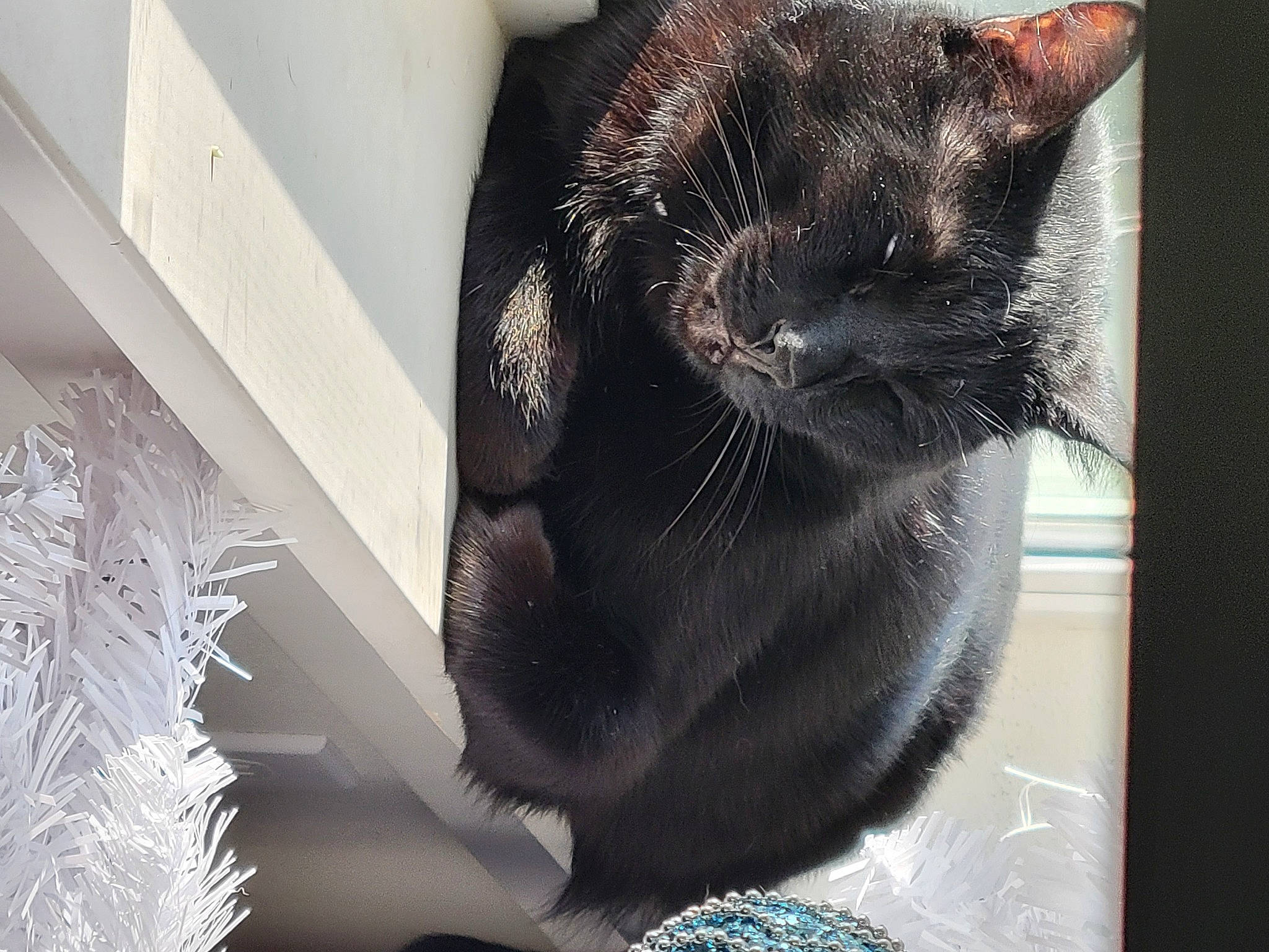 Steve joined the competition — help win amazing prizes! black_cat, carnivore, cat, claw, comfort, domestic_short_haired_cat, ear, felidae, fur, grey, jewellery, nap, paw, small_to_medium_sized_cats, tail, whiskers, window