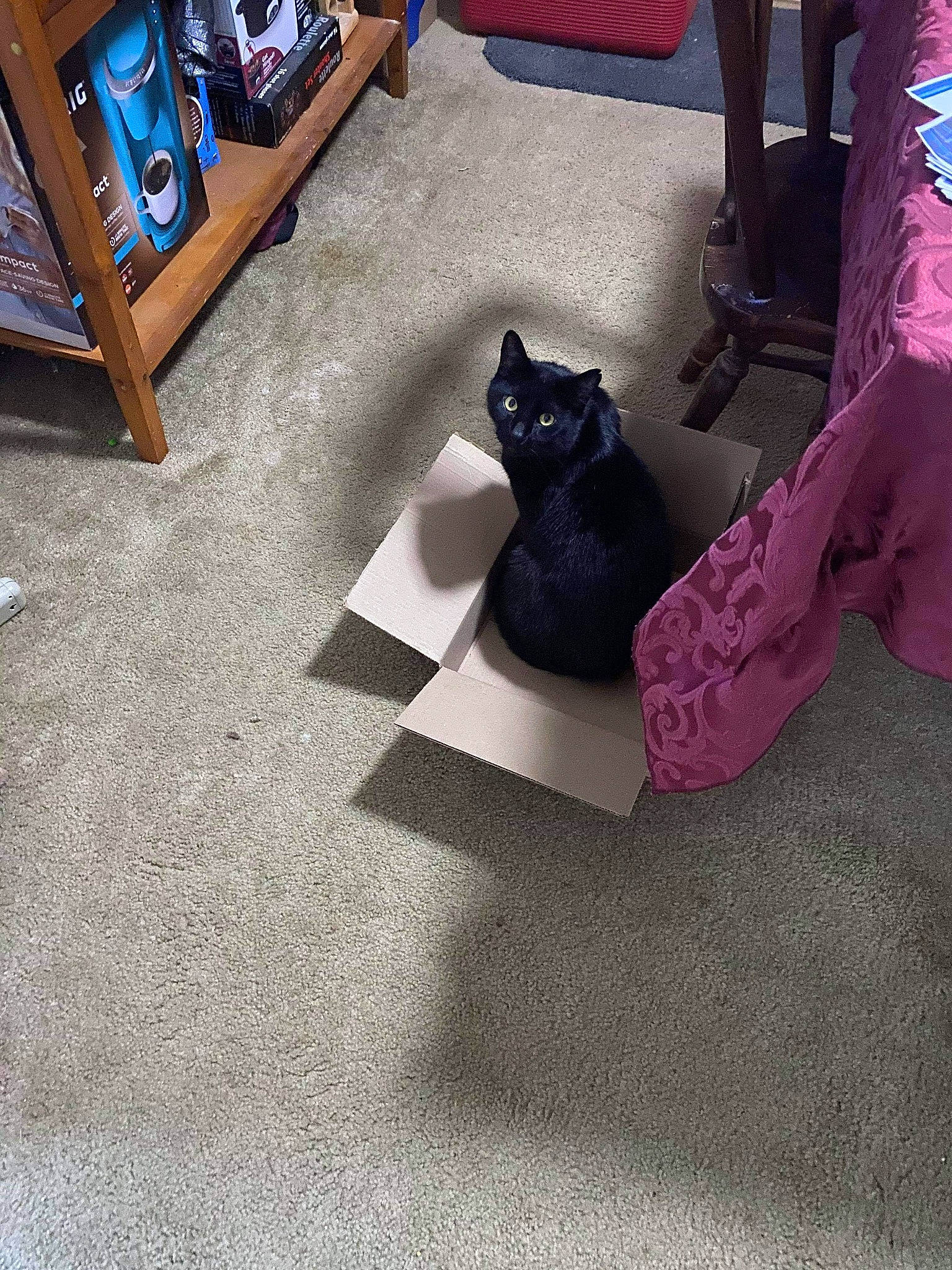 Steve joined the competition — help win amazing prizes! black, black_cat, carnivore, cat, domestic_short_haired_cat, felidae, floor, flooring, hardwood, kitten, leg, play, room, sand, shoe, small_to_medium_sized_cats, square, table, whiskers, wood