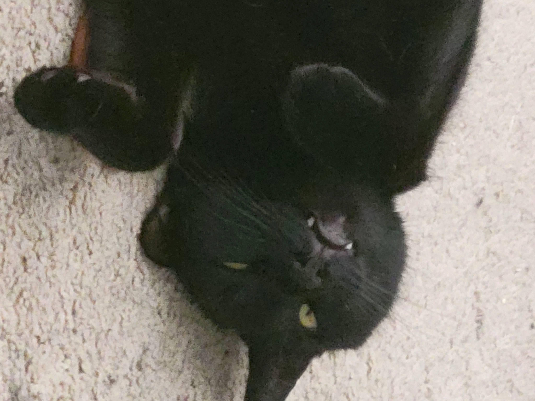 Steve joined the competition — help win amazing prizes! black_cat, bombay, carnivore, cat, claw, dog_breed, domestic_short_haired_cat, felidae, flooring, foot, fur, paw, shadow, small_to_medium_sized_cats, tail, terrestrial_animal, whiskers