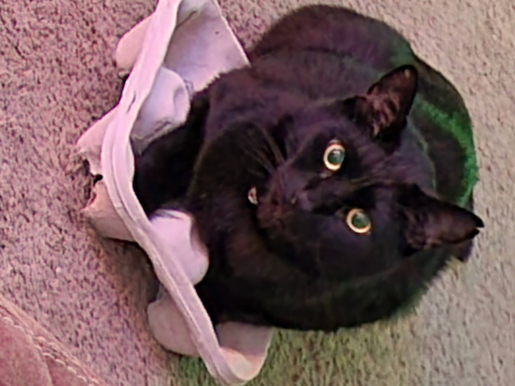 Steve joined the competition — help win amazing prizes! black_cat, bombay, carnivore, cat, cat_supply, domestic_short_haired_cat, felidae, fur, havana_brown, mammal, small_to_medium_sized_cats, tail, vertebrate, whiskers