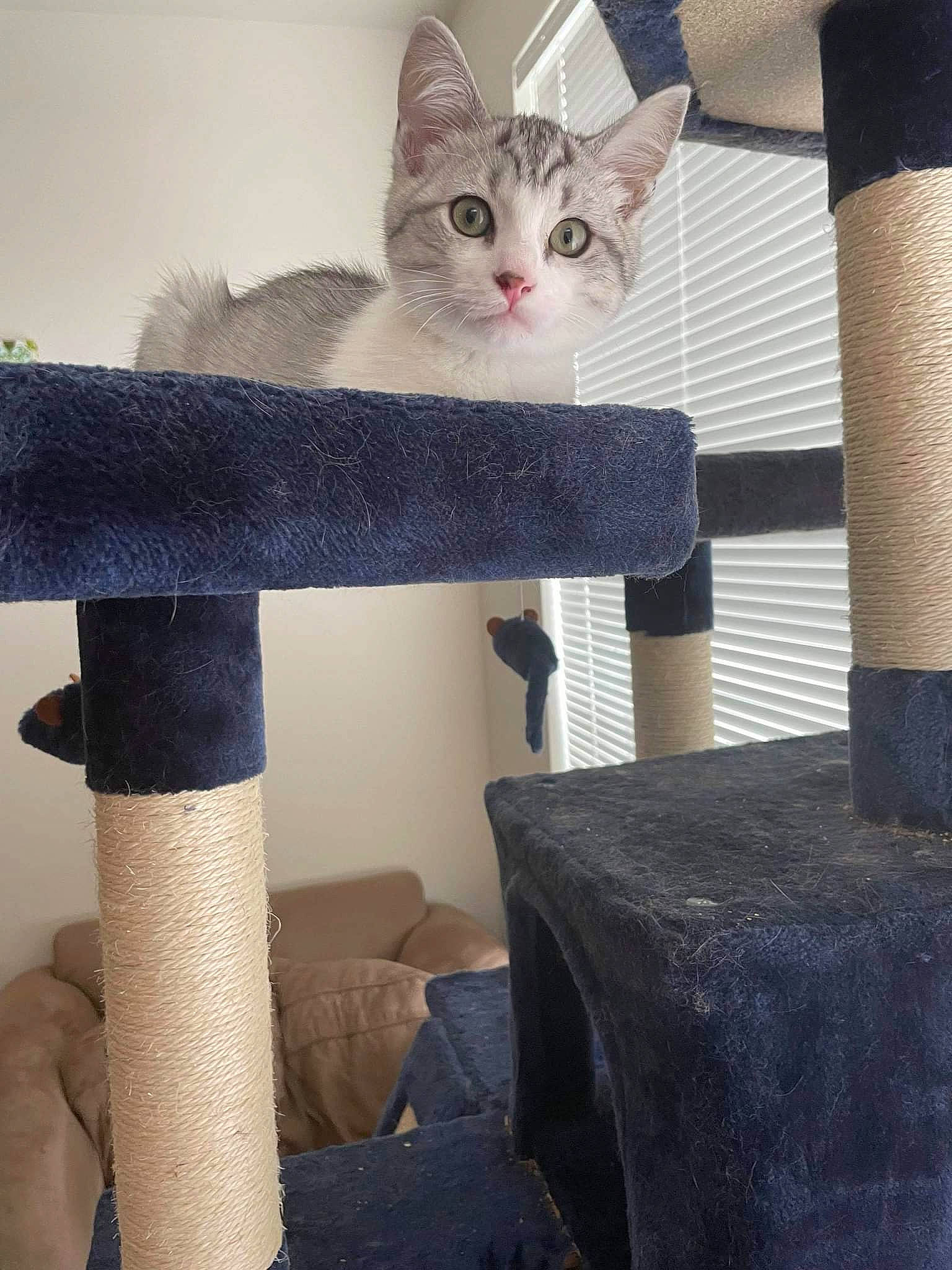 Otis is registered to the contest to win money with this photo: carnivore, cat, cat_supply, chair, comfort, domestic_short_haired_cat, electric_blue, felidae, fur, grey, pattern, paw, room, shelf, sitting, small_to_medium_sized_cats, sock, tail, whiskers, wood