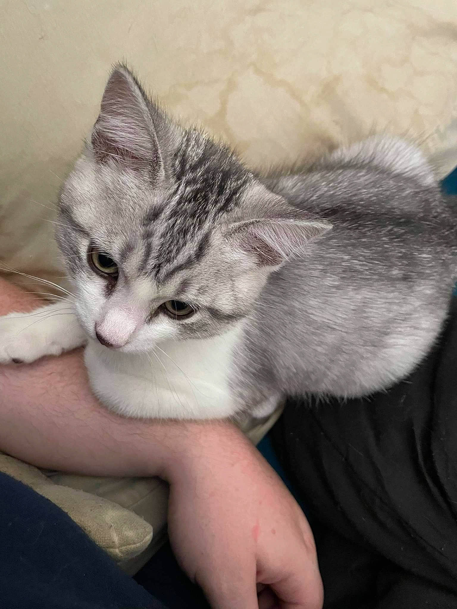 Otis joined the competition — help win amazing prizes! carnivore, cat, claw, comfort, domestic_short_haired_cat, ear, felidae, foot, fur, gesture, hand, leg, mammal, nail, paw, small_to_medium_sized_cats, snout, tail, vertebrate, whiskers