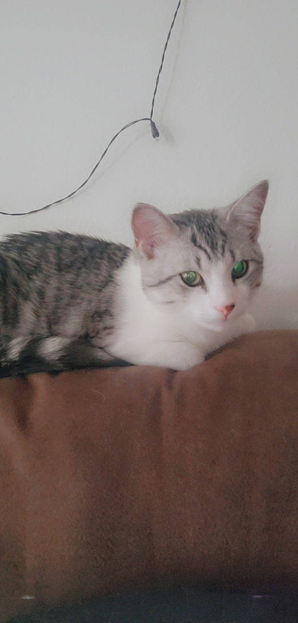 Otis is registered to the contest to win money with this photo: carnivore, cat, comfort, domestic_short_haired_cat, ear, eye, felidae, fur, paw, small_to_medium_sized_cats, snout, tail, whiskers