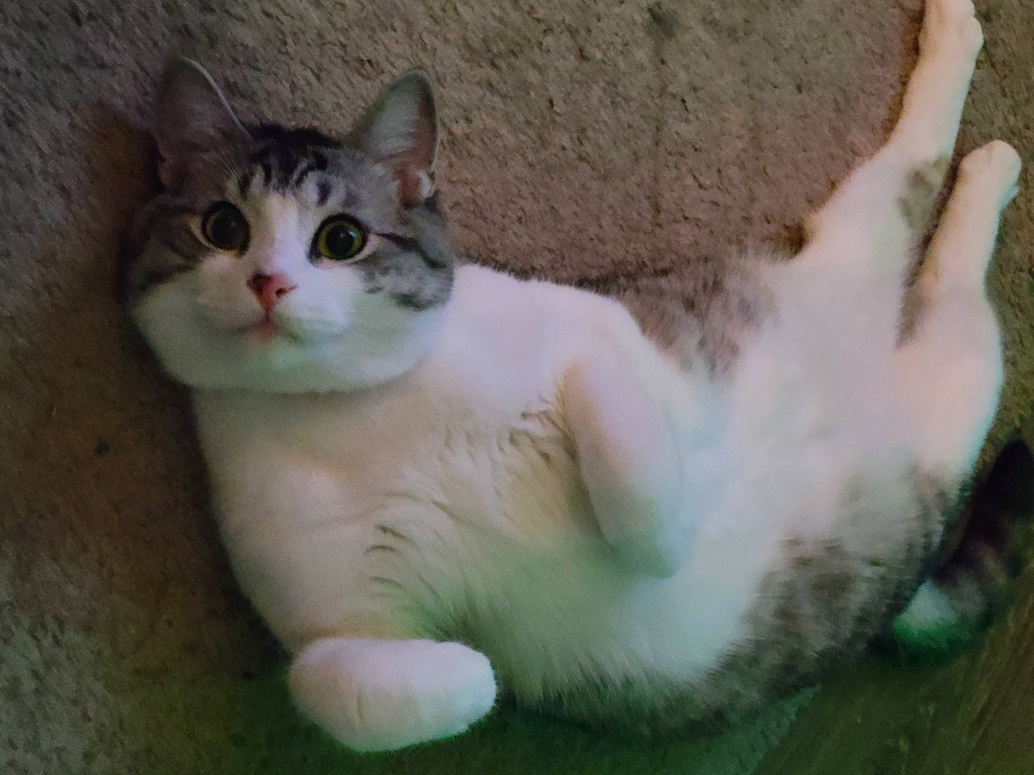 Otis is registered to the contest to win money with this photo: carnivore, cat, cat_furniture, cat_supply, collar, domestic_short_haired_cat, eye, fawn, felidae, fur, grass, paw, small_to_medium_sized_cats, snout, tail, terrestrial_animal, whiskers