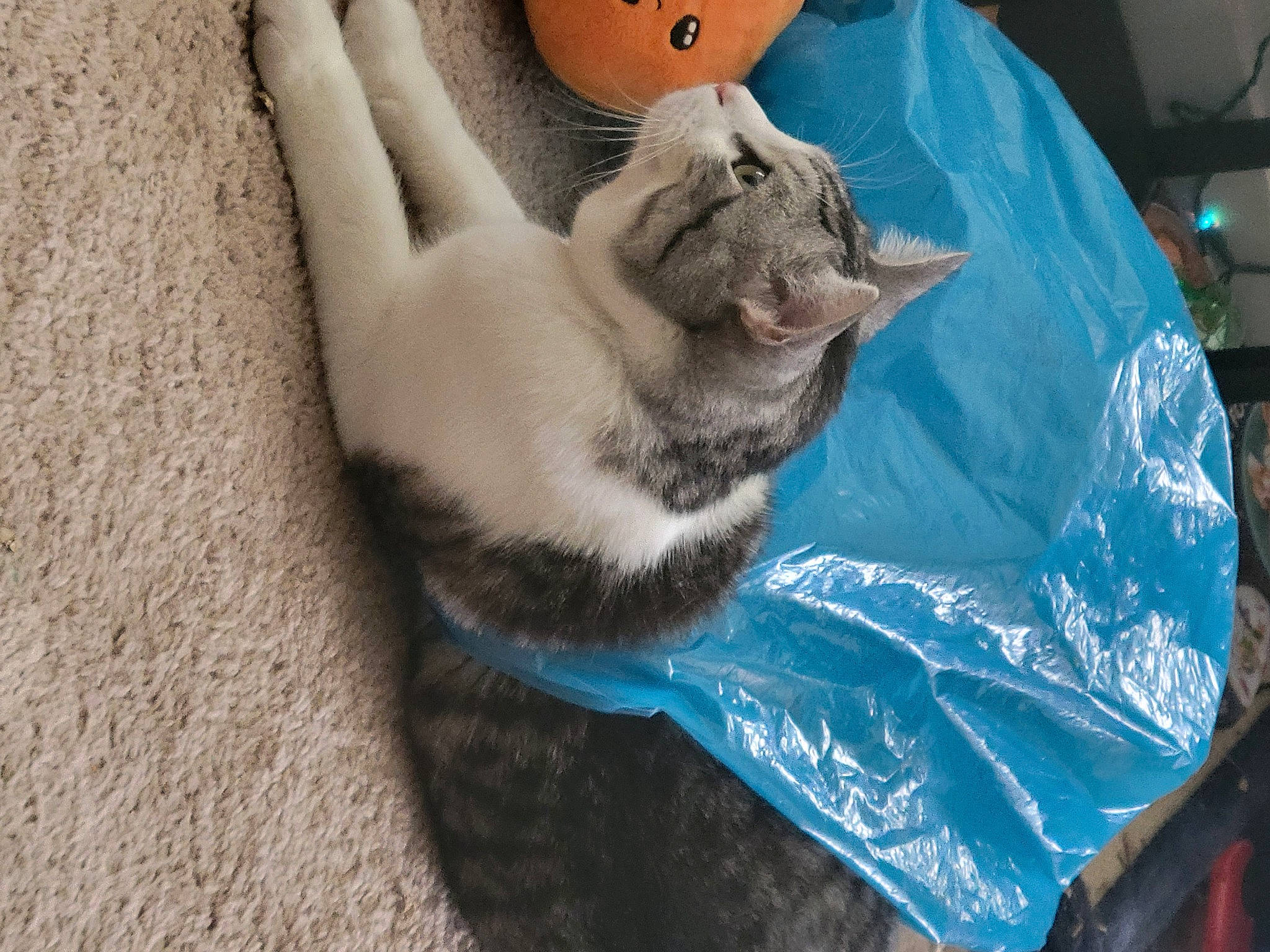 Otis joined the competition — help win amazing prizes! carnivore, cat, cat_bed, claw, comfort, domestic_short_haired_cat, fawn, felidae, foot, fur, human_leg, nail, paw, plastic_bag, small_to_medium_sized_cats, tail, teddy_bear, toe, whiskers