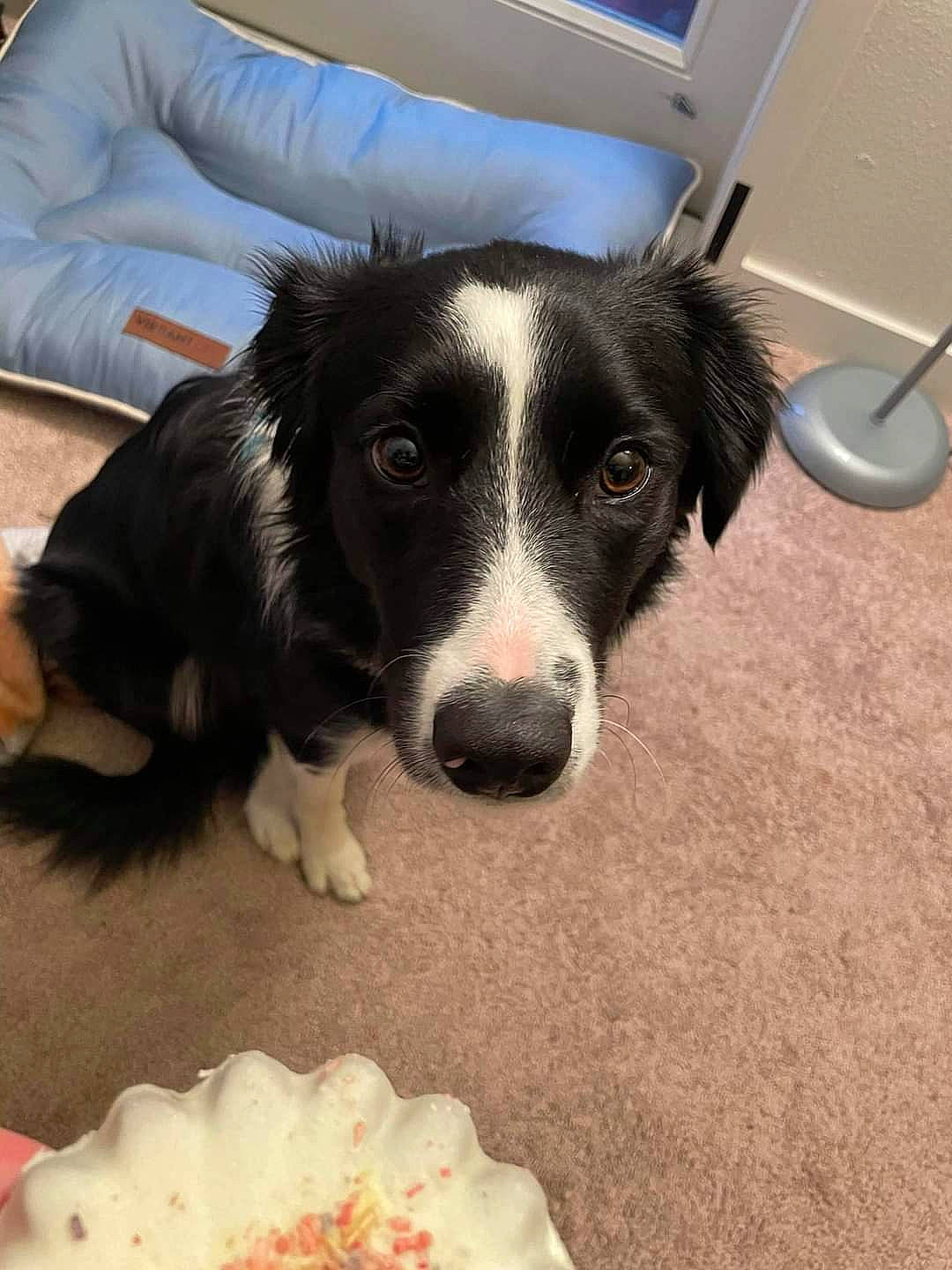 Milo joined the competition — help win amazing prizes! border_collie, canidae, carnivore, chair, comfort_food, companion_dog, couch, dog, dog_breed, flooring, food, fur, herding_dog, ingredient, recipe, snout, sporting_group, whiskers, working_animal, working_dog