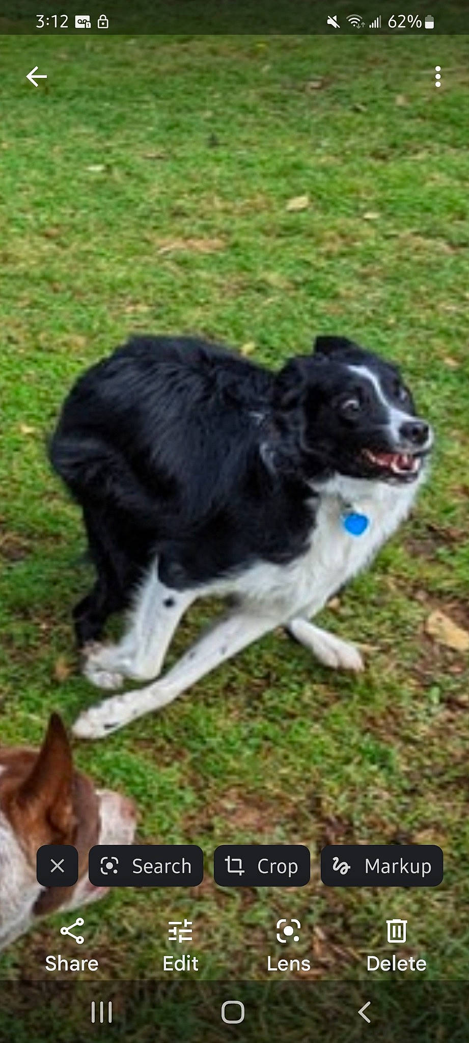 Milo is registered to the contest to win money with this photo: borador, border_collie, canidae, carnivore, companion_dog, dog, dog_breed, grass, gun_dog, herding_dog, plant, sporting_group, tail, terrestrial_animal, working_animal, working_dog