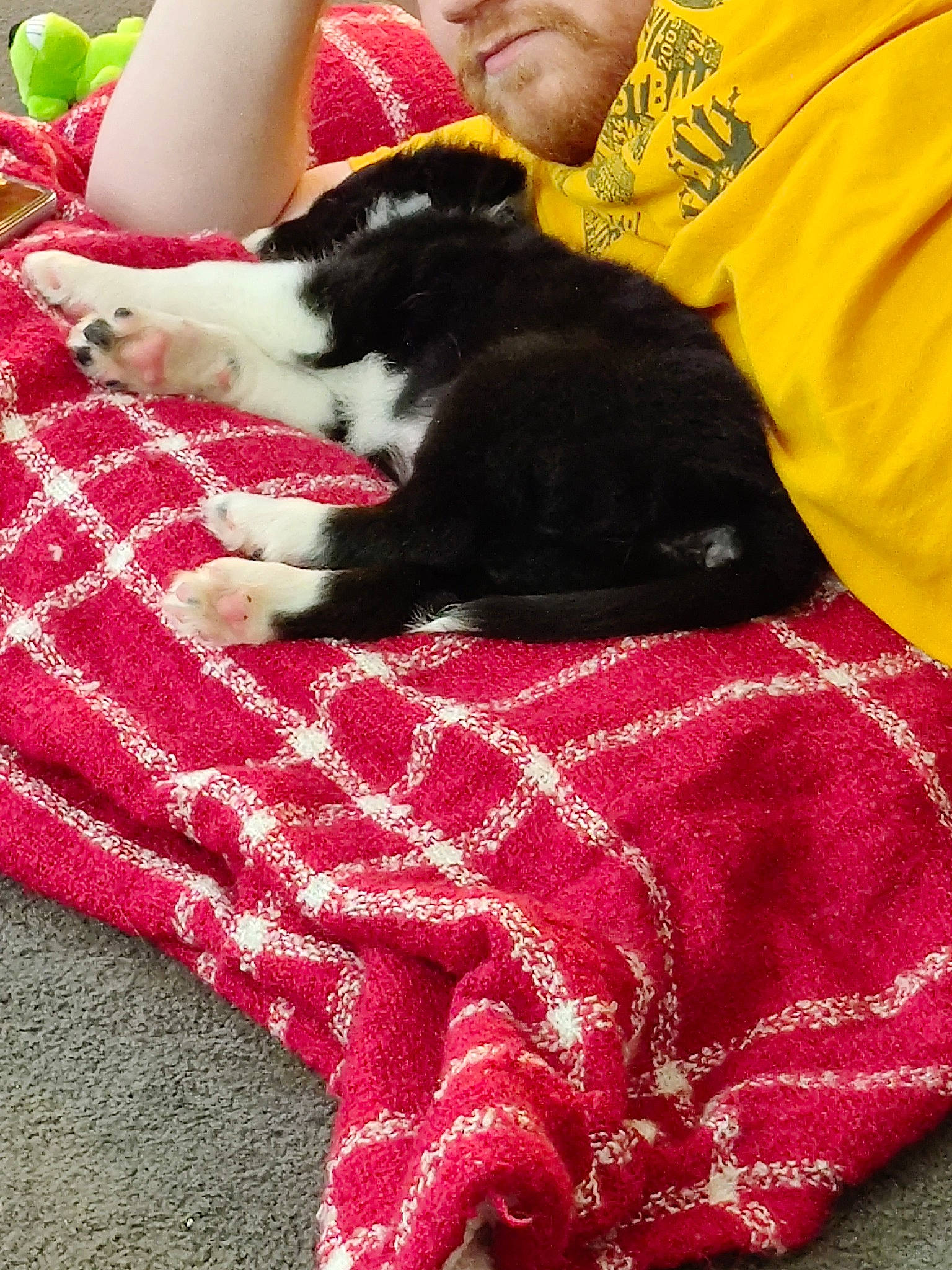 Milo is registered to the contest to win money with this photo: canidae, carnivore, cat, companion_dog, dog, dog_breed, felidae, fur, kitten, leg, linens, nap, non_sporting_group, paw, pink, puppy, small_to_medium_sized_cats, sporting_group, tail, whiskers