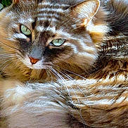 Margotte participe au concours pour gagner de l'argent avec cette photo : animal, cat, close_up, cute, feline, fluffy, fur, green_eyes, mammal, nature, outdoor, peaceful, pet, relaxed, resting, shadow, striped_shadow, sunlight, texture, whiskers