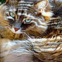 animal, cat, close_up, cute, feline, fluffy, fur, green_eyes, mammal, nature, outdoor, peaceful, pet, relaxed, resting, shadow, striped_shadow, sunlight, texture, whiskers