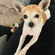 Chanelle participe au concours pour gagner de l'argent avec cette photo : chihuahua, dog, small_dog, pet, big_ears, paws, couch, blanket, stuffed_toy, living_room, close_up, portrait, tan_and_white_fur, indoor, looking_at_camera, relaxed, companion, snout, adorable, furry