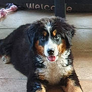 Sally participe au concours pour gagner de l'argent avec cette photo : accessories, animal, appenzeller, ball, canine, cockerspaniel, collie, dog, hound, husky, mat, person, pet, poodle, puppy, slate, sport, strap, tennis, tennisball