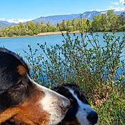 Sally- Flash a rejoint le concours — aidez-le/la à gagner de superbes lots ! dog, bernese_mountain_dog, outdoor, lake, water, mountain, sky, nature, grass, bush, sunny, animal, pet, tongue_out, happy, canine, daytime, scenic, landscape, forest
