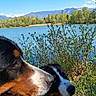animal, bernese_mountain_dog, bush, canine, daytime, dog, forest, grass, happy, lake, landscape, mountain, nature, outdoor, pet, scenic, sky, sunny, tongue_out, water