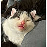 kitten, cat, sleeping, close_up, white, black, fur, mouth_open, eyes_closed, resting, cozy, cute, pet, animal, indoor, soft, comfort, young_cat, portrait, snuggle