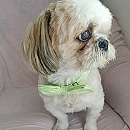 Charly participe au concours pour gagner de l'argent avec cette photo : accessories, affenpinscher, animal, canine, cockerspaniel, collar, couch, cushion, dog, formalwear, furniture, homedecor, linen, pet, poodle, puppy, terrier, tie, white, whitedog