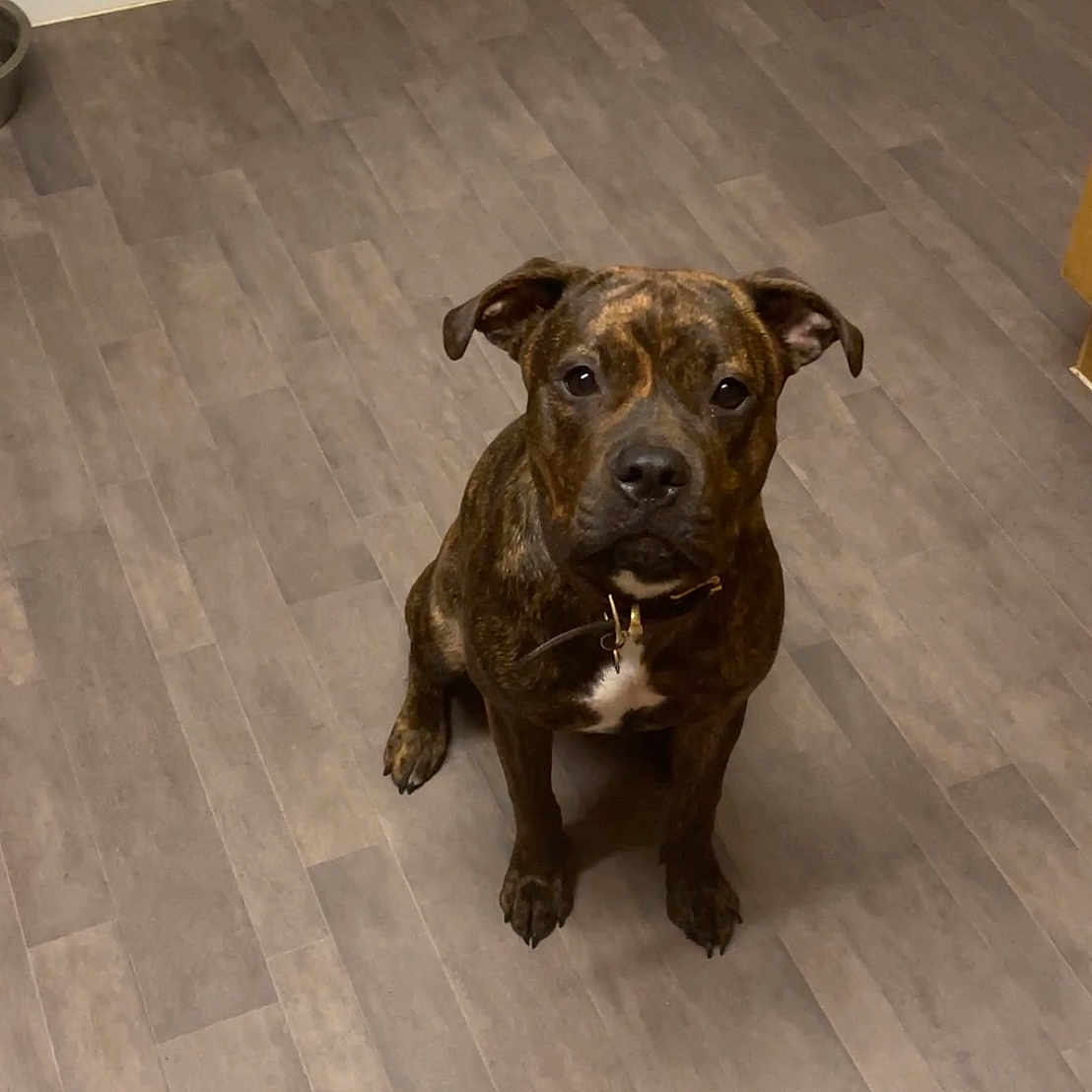 Eris joined the competition — help win amazing prizes! animal, appliance, boxer, bulldog, canine, device, dog, frenchbulldog, hardwood, hound, indoors, interiordesign, labradorretriever, pet, pitbull, plywood, puppy, snout, stainedwood, wood