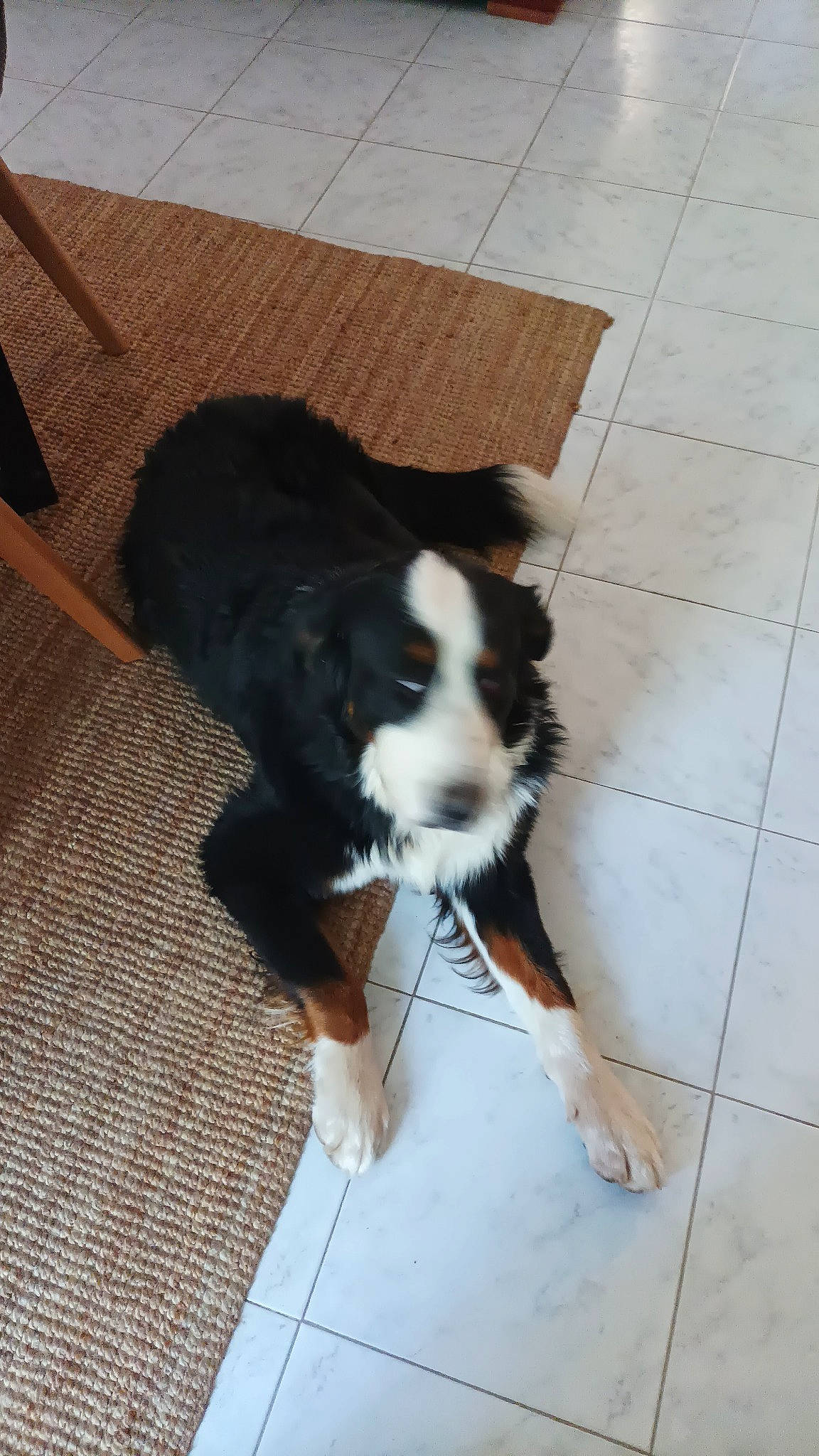 Sully a rejoint le concours — aidez-le/la à gagner de superbes lots ! bernese_mountain_dog, border_collie, carnivore, companion_dog, dog, dog_breed, floor, flooring, hardwood, herding_dog, paw, road_surface, spaniel, tail, terrestrial_animal, toy_dog, whiskers, wood, working_animal, working_dog