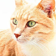 Rio participe au concours pour gagner de l'argent avec cette photo : animal, cat, close_up, cute, detail, domestic_cat, ears, face, feline, fur, ginger_cat, green_eyes, indoor, looking_away, nose, pet, portrait, soft_light, texture, whiskers