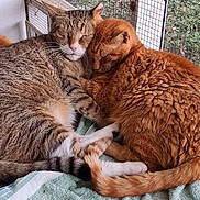 Solo Charlie Thor joined the competition — help win amazing prizes! cat, sleeping, snuggling, tabby_cat, ginger_cat, pets, animals, fur, towel, indoor, resting, closeup, cute, companionship, relaxation, cozy, mesh_window, nature_view, whiskers, tail