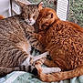 cat, sleeping, snuggling, tabby_cat, ginger_cat, pets, animals, fur, towel, indoor, resting, closeup, cute, companionship, relaxation, cozy, mesh_window, nature_view, whiskers, tail