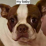 Alex is registered to the contest to win money with this photo: dog, brown, white, close_up, pet, face, eyes, canine, portrait, indoor, expression, cute, animal, companion, furry, domestic, friend, looking, snout, ears