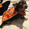 Geddi joined the competition — help win amazing prizes! dog, costume, pizza_slice, pet, cute, small_dog, blanket, bed, fur, animal, indoor, looking_up, canine, toy, fabric, brown, black, white, ears, nose