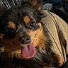 Geddi is registered to the contest to win money with this photo: dog, small_dog, tongue_out, black_fur, tan_fur, close_up, pet, happy, playful, indoor, blurred_background, fabric, clothing, animal, fur, cute, companion, domestic_animal, mammal, canine