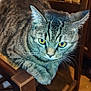 Tom participe au concours pour gagner de l'argent avec cette photo : animal, cat, chair, closeup, curious, cute, domestic_cat, eyes, feline, fur, indoors, looking, mammal, paws, pet, quiet, resting, tabby, whiskers, wooden_chair