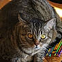 Tom a rejoint le concours — aidez-le/la à gagner de superbes lots ! cat, tabby_cat, yellow_eyes, feline, animal, pet, chair, woven_chair, pencils, colorful_pencils, indoor, sunlight, close_up, whiskers, fur, relaxed, looking, cute, domestic_cat, resting