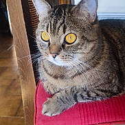 Tom participe au concours pour gagner de l'argent avec cette photo : animal, cat, chair, closeup, cushion, domestic, eyes, feline, floor, fur, home, indoor, mammal, pet, relaxed, resting, side_view, tabby, whiskers, wood