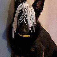 Apache a rejoint le concours — aidez-le/la à gagner de superbes lots ! dog, black_dog, tan_dog, yellow_collar, mop_head, indoor, tiled_floor, pet, animal, ears_up, sitting, fur, disguise, funny, domestic, companion, cute, household, shadow, wall