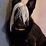 dog, black_dog, tan_dog, yellow_collar, mop_head, indoor, tiled_floor, pet, animal, ears_up, sitting, fur, disguise, funny, domestic, companion, cute, household, shadow, wall