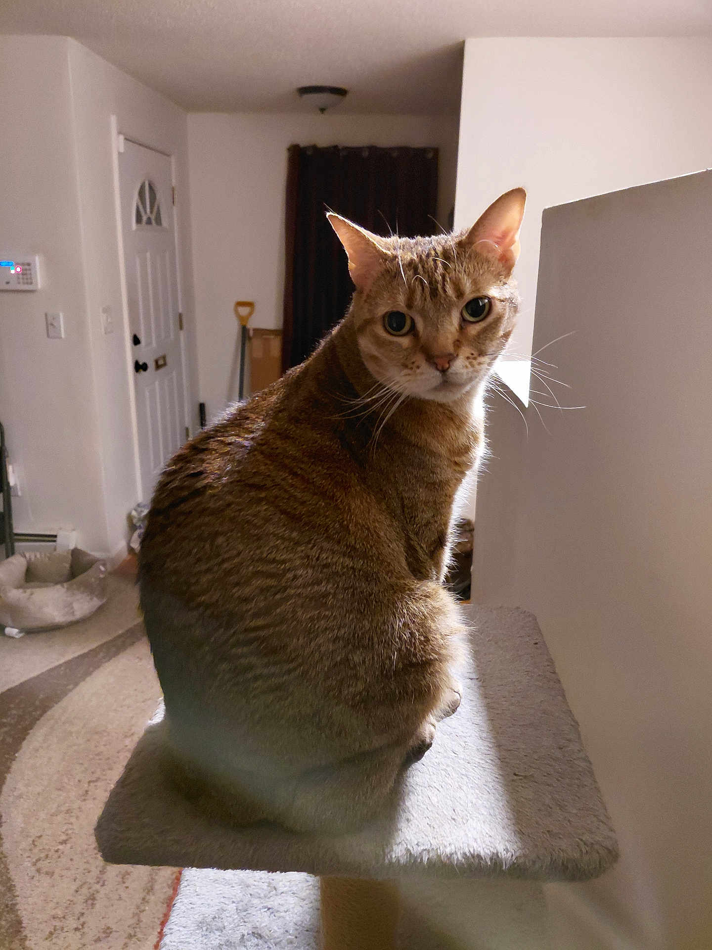 Kobe Showdown Givens