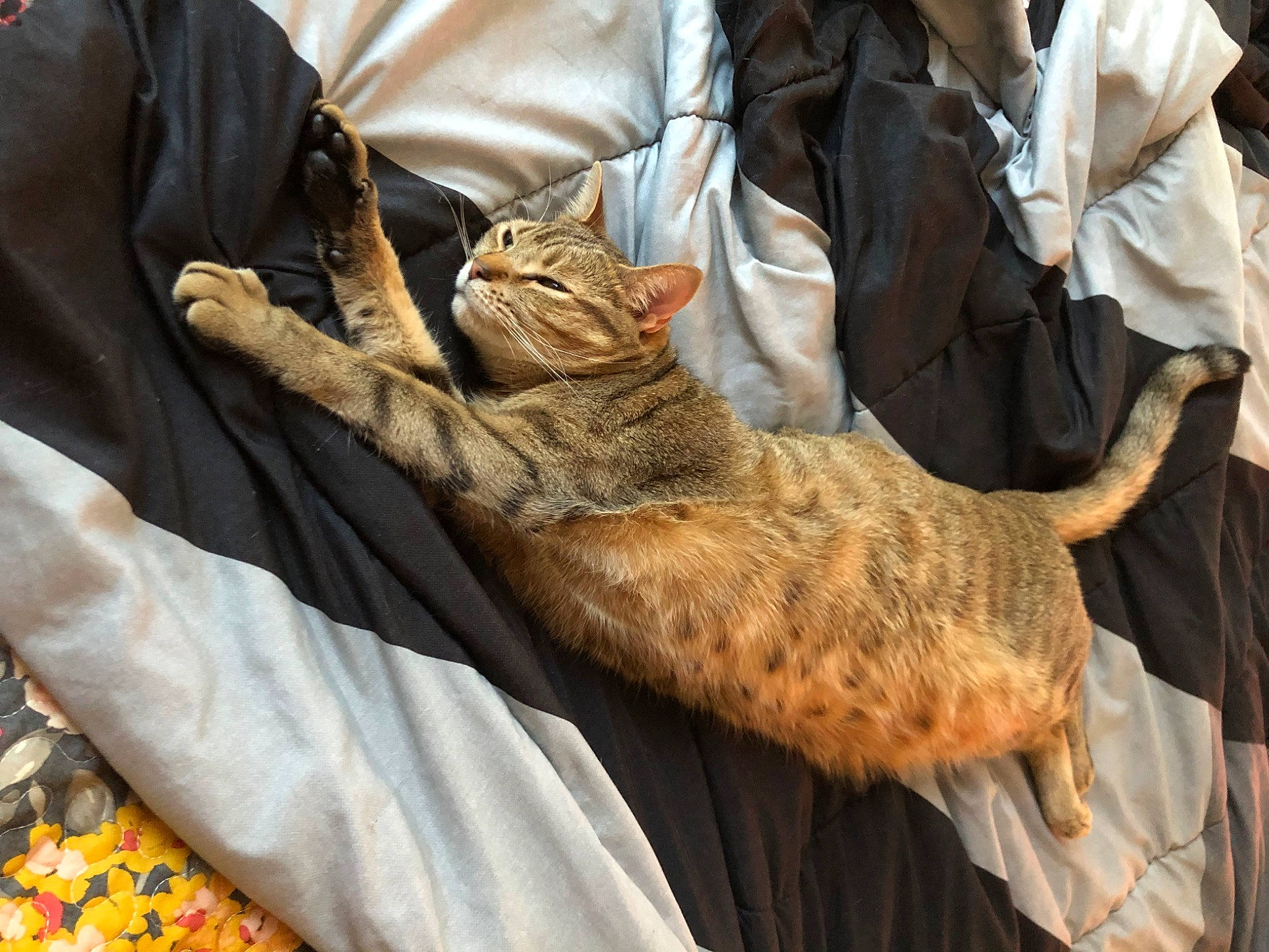 Kobe Shadow is registered to the contest to win money with this photo: bag, bedding, carnivore, cat, claw, comfort, domestic_short_haired_cat, felidae, fish, fur, linens, nap, room, small_to_medium_sized_cats, sporting_group, tail, terrestrial_animal, textile, whiskers, wildlife