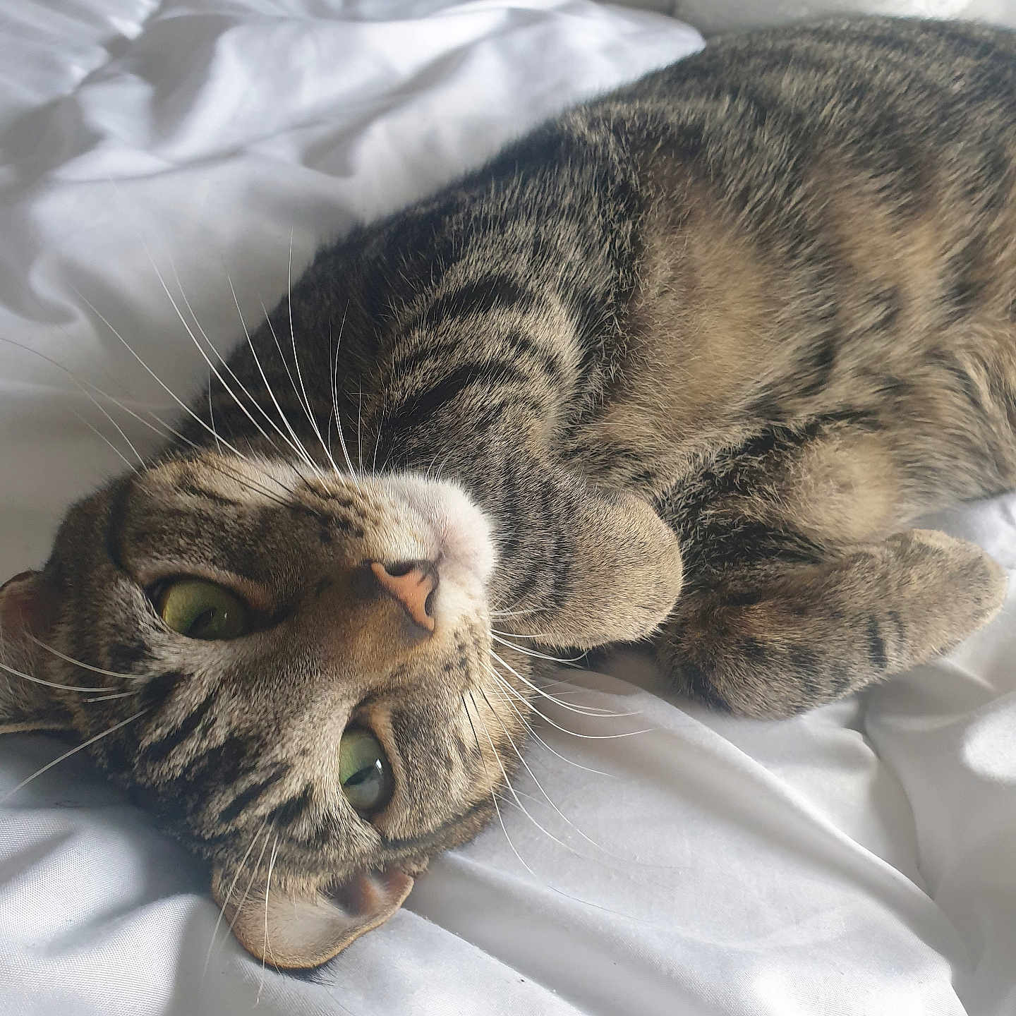 Peanut is registered to the contest to win money with this photo: abyssinian, animal, bed, bedroom, blanket, cat, couch, cushion, face, furniture, head, homedecor, indoors, kitten, manx, person, pet, photography, portrait, sleeping