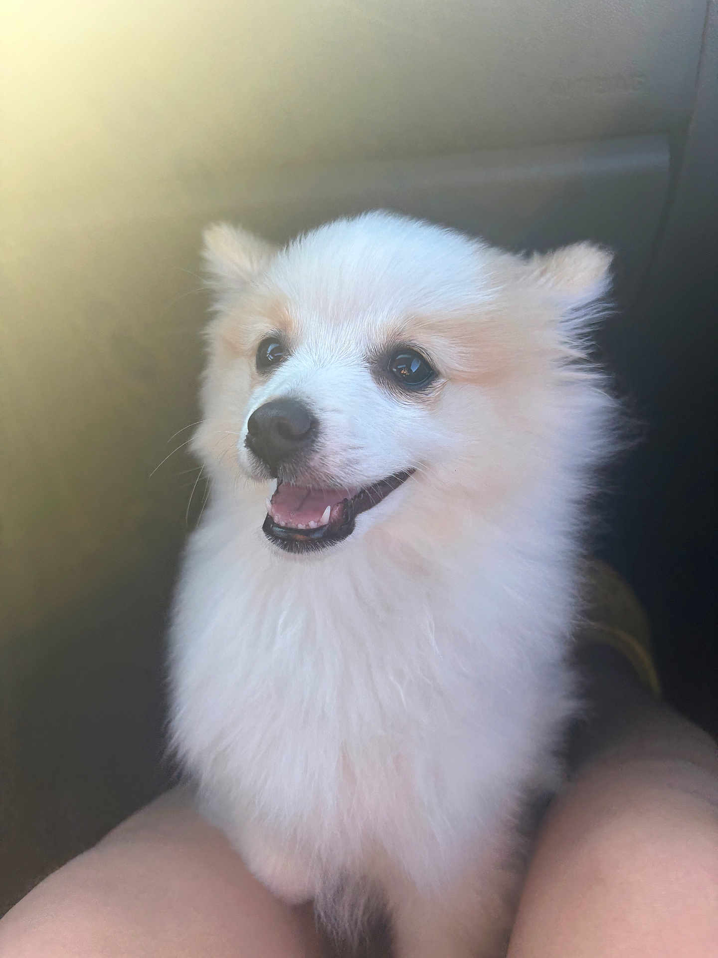 Milo joined the competition — help win amazing prizes! dog, pomeranian, white_fur, pet, fluffy, small_dog, smiling, portrait, close_up, car_interior, seat, human_legs, tongue, black_nose, dark_eyes, cute, soft_fur, sunlight, happy, companion