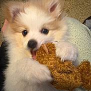 Milo is registered to the contest to win money with this photo: puppy, dog, pet, toy, stuffed_animal, playing, paws, fur, close_up, indoor, carpet, adorable, black_nose, dark_eyes, ears, lap, chewing, mammal, cute, cuddly