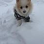 Milo is registered to the contest to win money with this photo: puppy, dog, pomeranian, snow, winter, outdoors, portrait, cute, fluffy, fur, ears, nose, eyes, paw, sweater, cold, play, snowfall, white_background, closeup