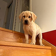 Simba a rejoint le concours — aidez-le/la à gagner de superbes lots ! puppy, dog, yellow_labrador, stairs, wooden_stairs, indoor, door, wall, pet, animal, canine, young_dog, standing, looking_down, home, light, shadow, curious, serious, domestic