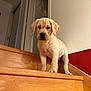 puppy, dog, yellow_labrador, stairs, wooden_stairs, indoor, door, wall, pet, animal, canine, young_dog, standing, looking_down, home, light, shadow, curious, serious, domestic