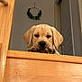 puppy, dog, labrador, stairs, wood, indoor, pet, curious, paws, face, animal, young, cute, resting, home, cozy, background, wreath, door, looking