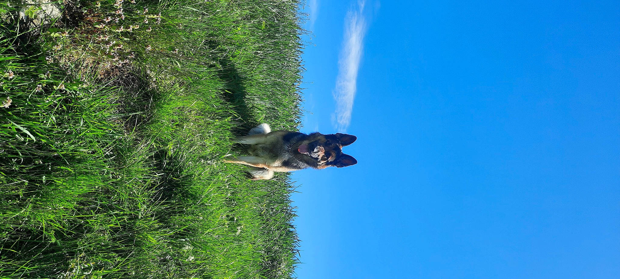 Ryder a rejoint le concours — aidez-le/la à gagner de superbes lots ! canidae, carnivore, cloud, dog, grass, landscape, natural_landscape, people_in_nature, plant, reflection, shrub, sky, sporting_group, terrestrial_plant, tree, water, wildlife