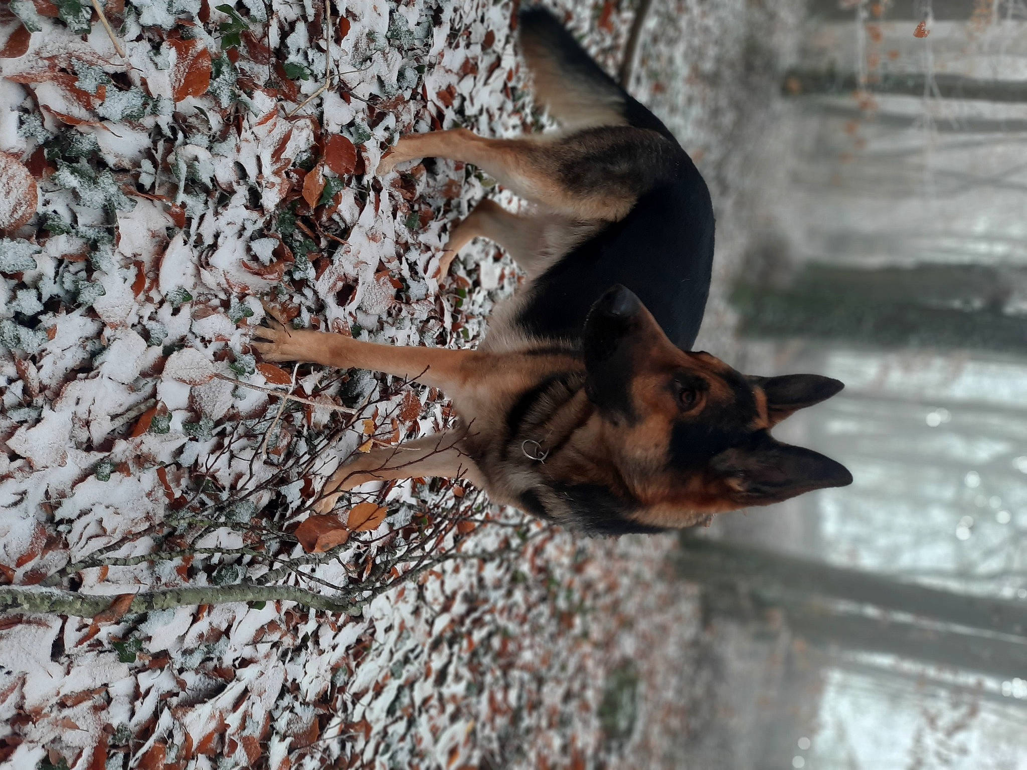 Ryder a rejoint le concours — aidez-le/la à gagner de superbes lots ! canidae, carnivore, dog_breed, fawn, felidae, fur, organism, snout, soil, sporting_group, tail, terrestrial_animal, tree, trunk, twig, water, wildlife, wood