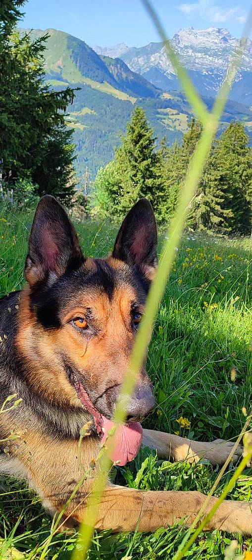 Ryder participe au concours pour gagner de l'argent avec cette photo : art, canidae, carnivore, collar, dog, dog_breed, east_european_shepherd, fawn, german_shepherd_dog, grass, herding_dog, king_shepherd, leaf, nature, old_german_shepherd_dog, people_in_nature, plant, snout, tree, working_animal