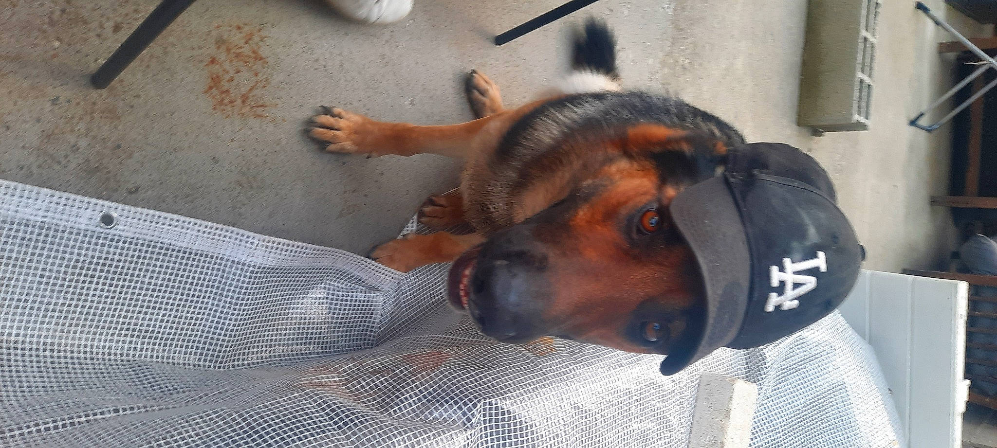 Ryder a rejoint le concours — aidez-le/la à gagner de superbes lots ! canidae, carnivore, comfort, companion_dog, dog, dog_breed, ear, fawn, fur, german_shepherd_dog, guard_dog, pattern, paw, puppy, sporting_group, terrestrial_animal, working_animal, working_dog